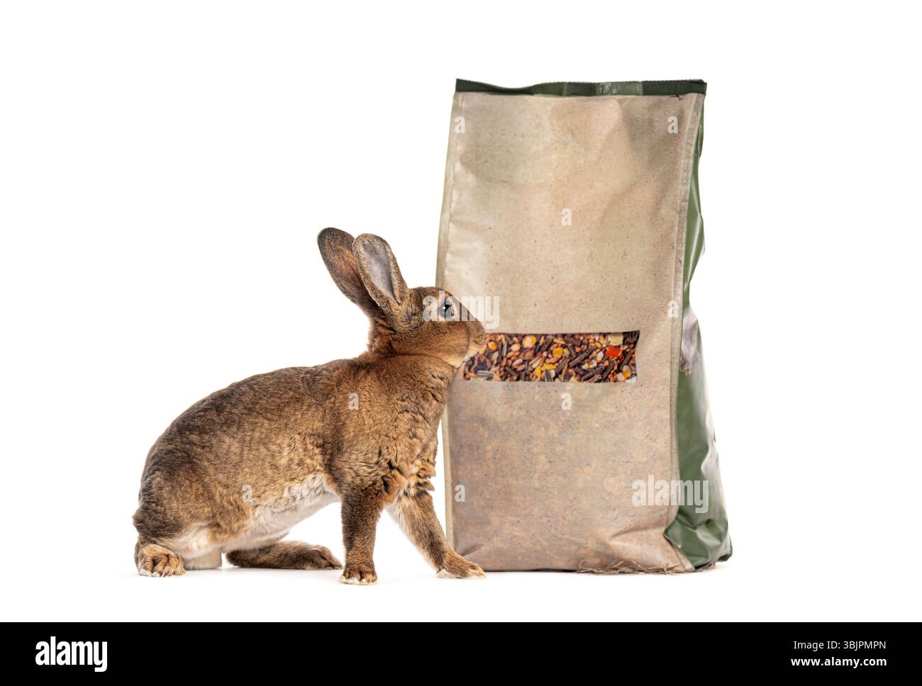 Rex rabbit discovering and sniffing a large bag of dry rabbit food ...