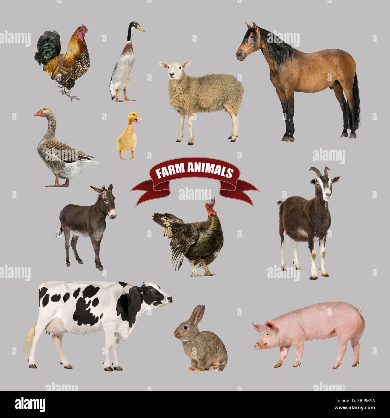 Poster of farm animals including a horse, cow, pig, sheep, goat, goose ...