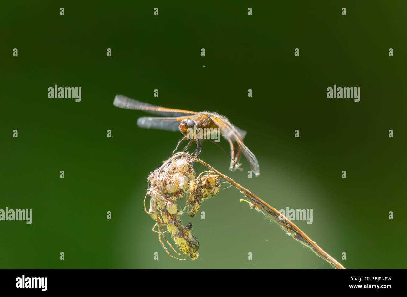 Scarce chaser Libellula fulva taking off to chase an insect Stock Photo ...