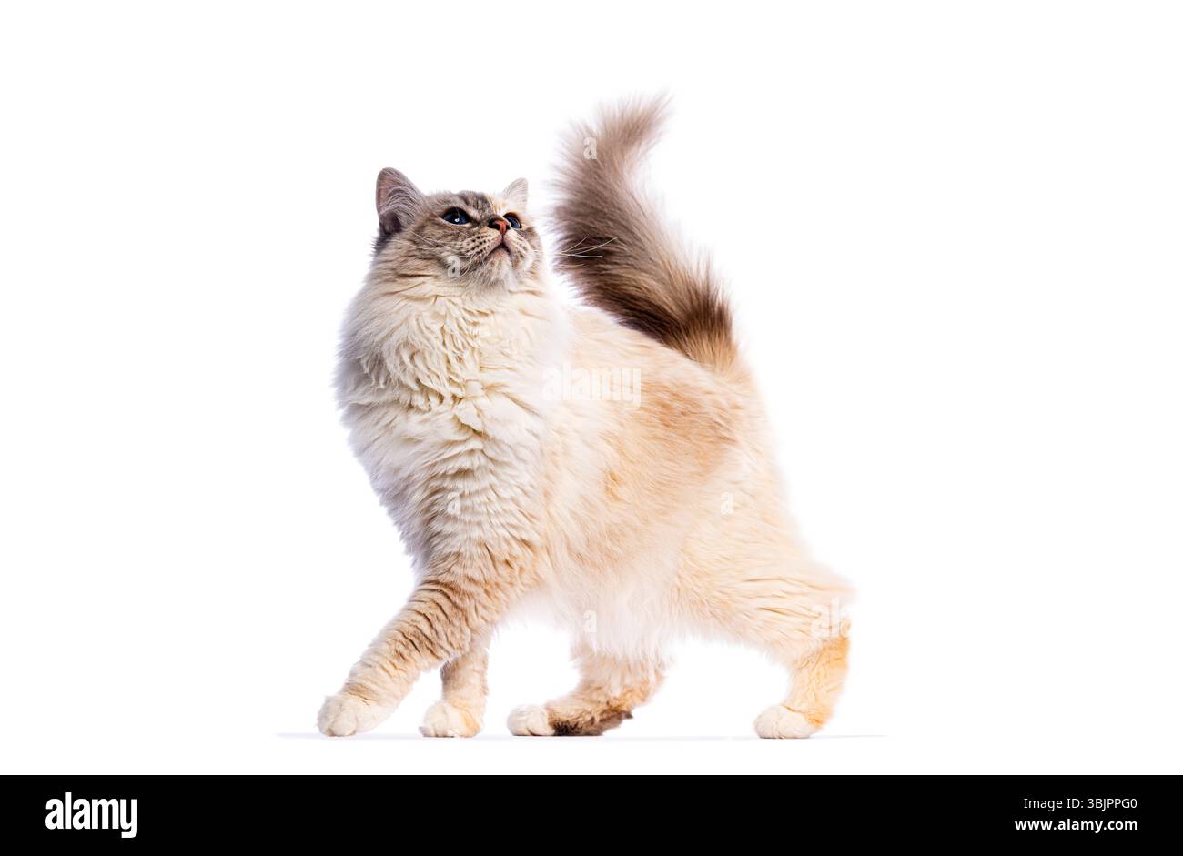 Playful birman cat standing on white background, looking up and holding ...