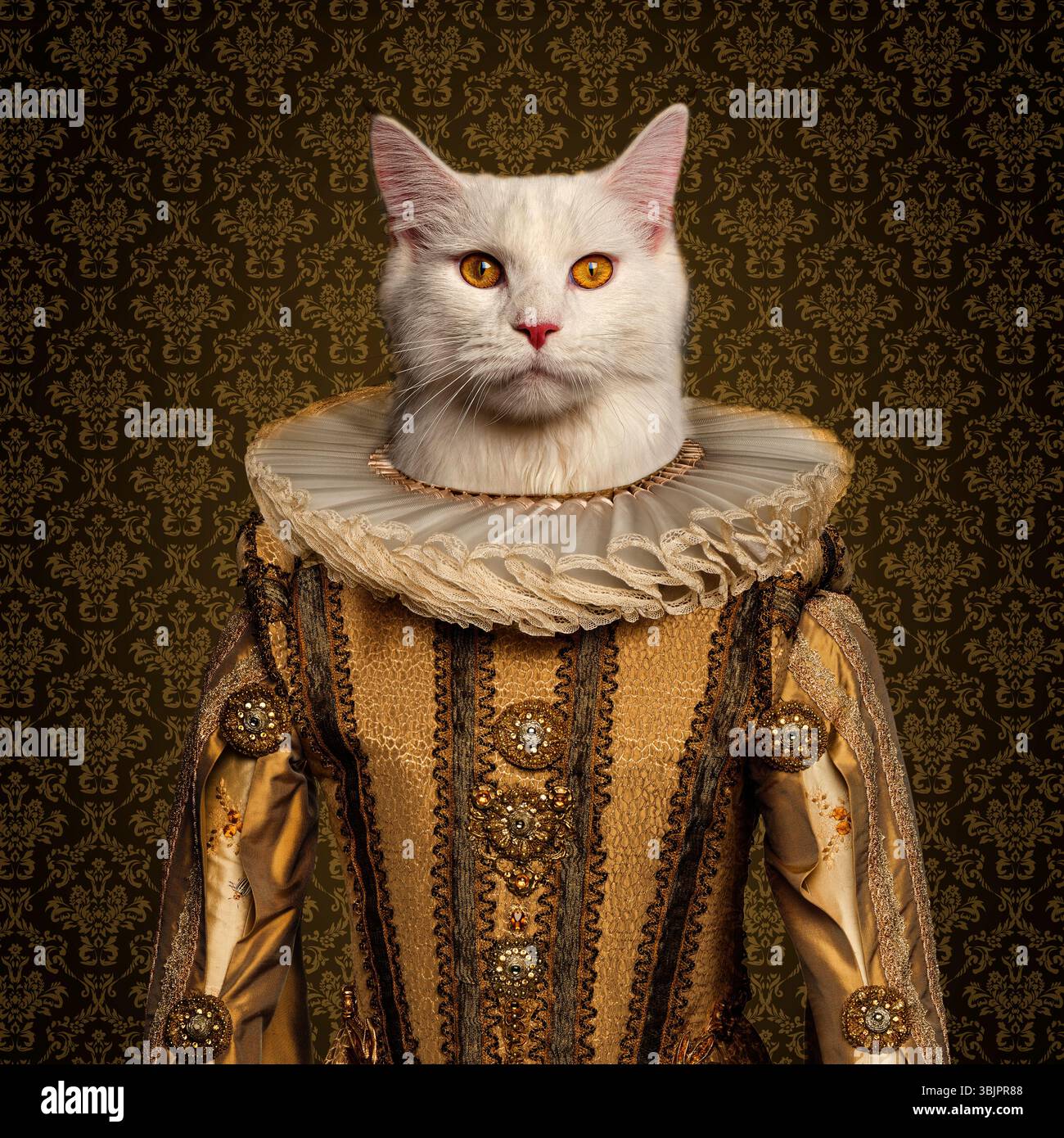 Queen cat domestic hi-res stock photography and images - Alamy display picture 1
