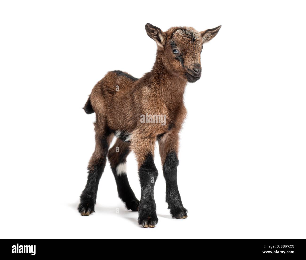 Brown and black young goat standing on a white background Stock Photo