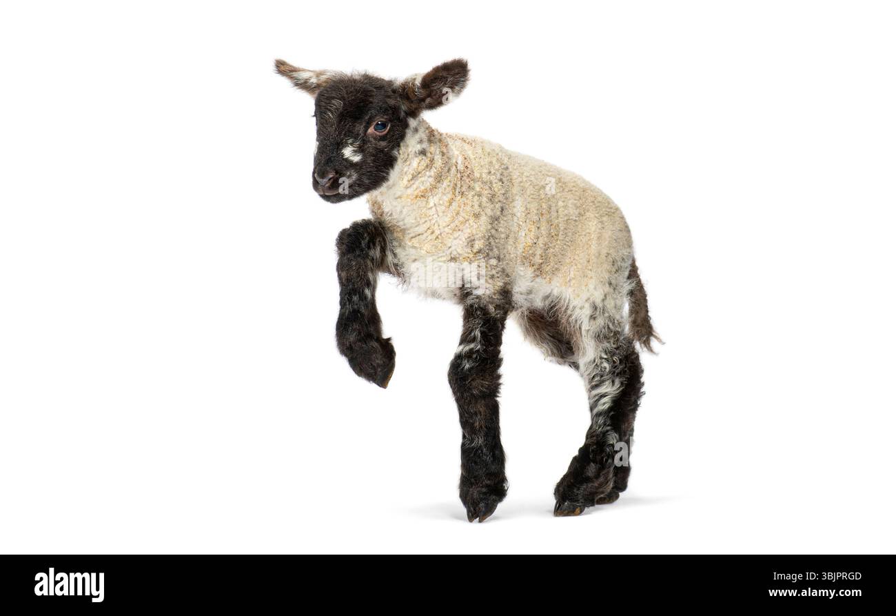 Playful lamb jumping, showcasing its thick white and black fur against a clean white backdrop Stock Photo