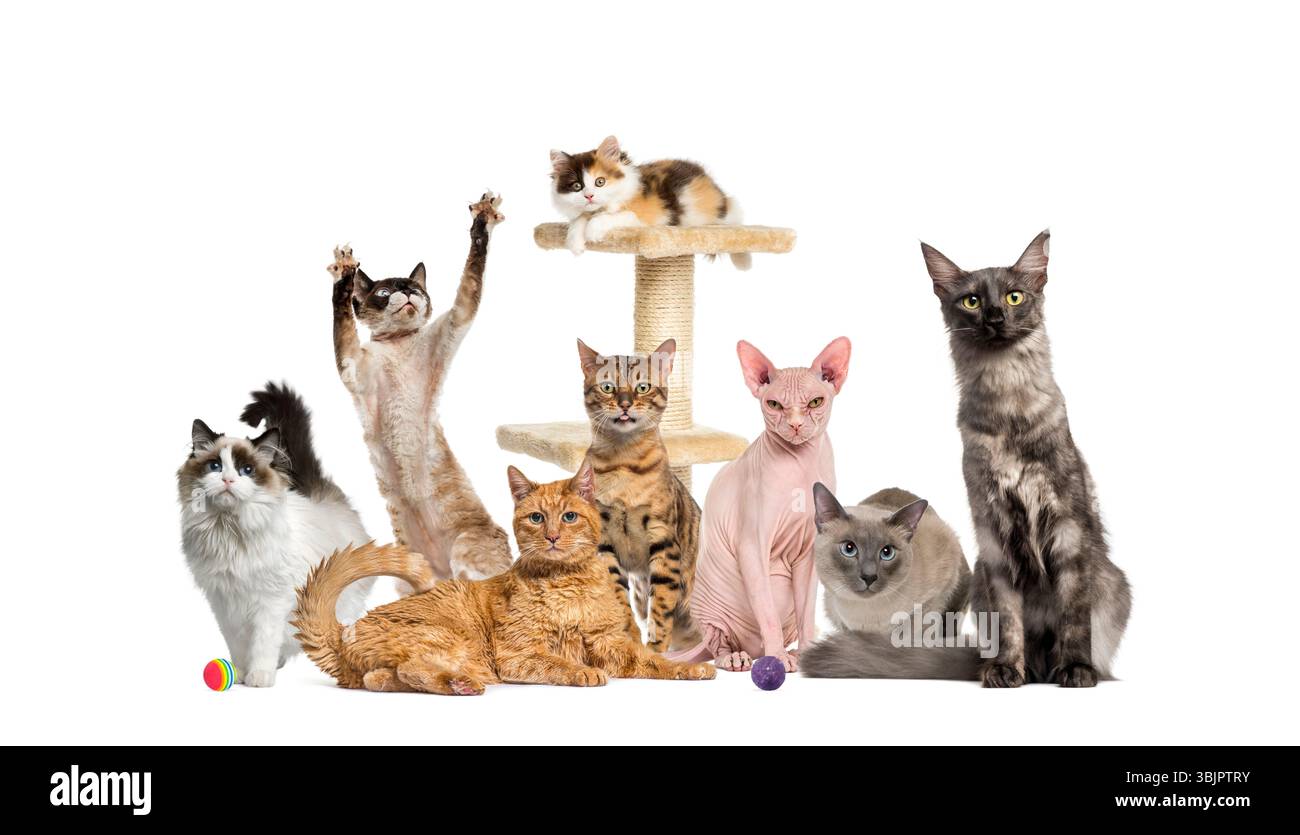 Different cat breeds posing together around a cat tree on white background Stock Photo