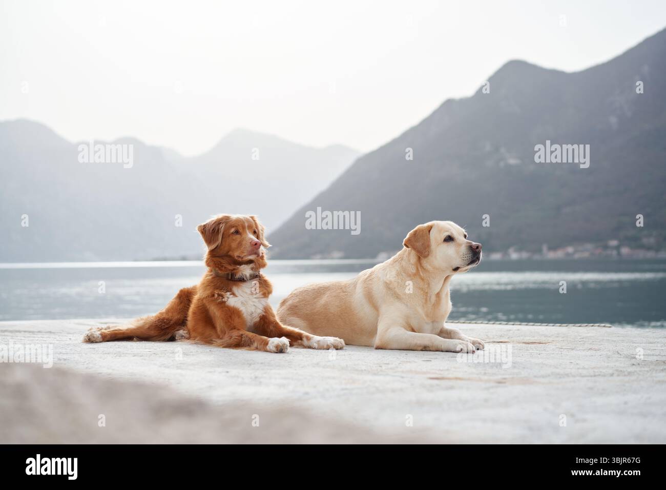 Labrador nova scotia duck tolling hi-res stock photography and