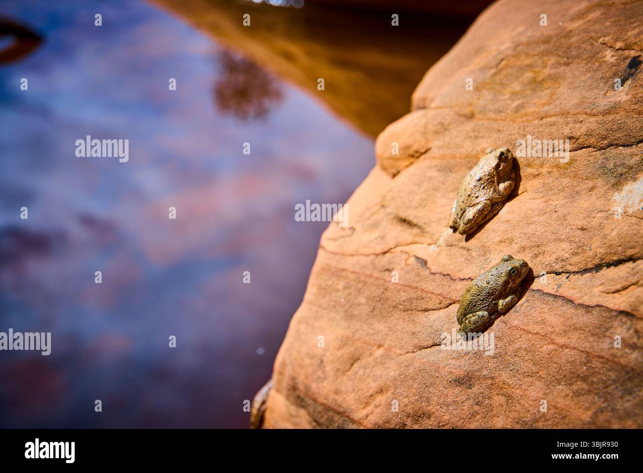 Hidden Frog In Rocks Camouflaged Frogs on Sunlit River Rock with Water Reflection Eye Level ...