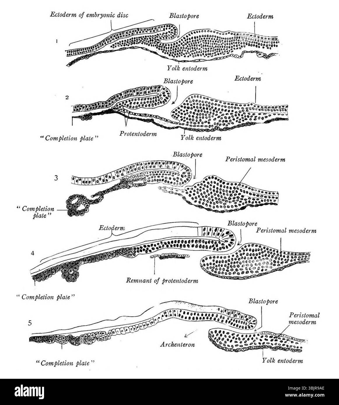 Diagram Depicting Embryonic Development Stages, Featuring Labeled  Structures. Stock Illustration - Illustration of featuring, likely:  391610253, image size:1162x1390