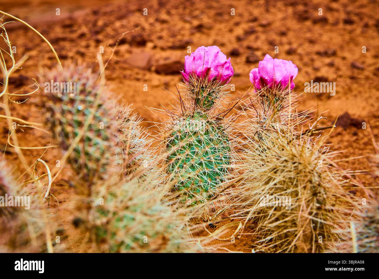 pillow cactus Cactus Pillow – Eclectic Array main image 1