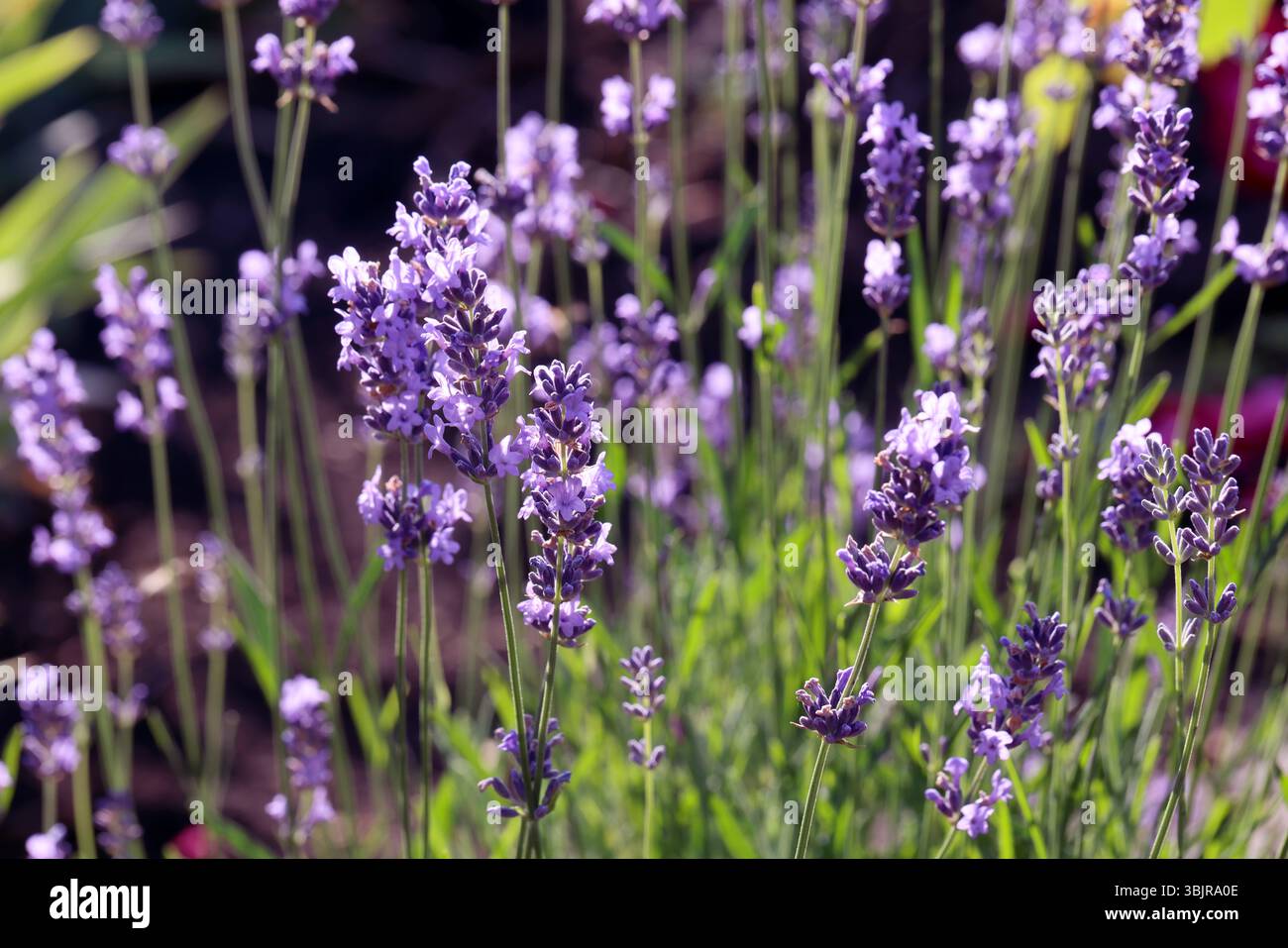 Lavender garden lavender flowers lavender field bees butterflies sunny summer floral mood romantic purple bloom herbal meadow countryside aroma scent Stock Photo