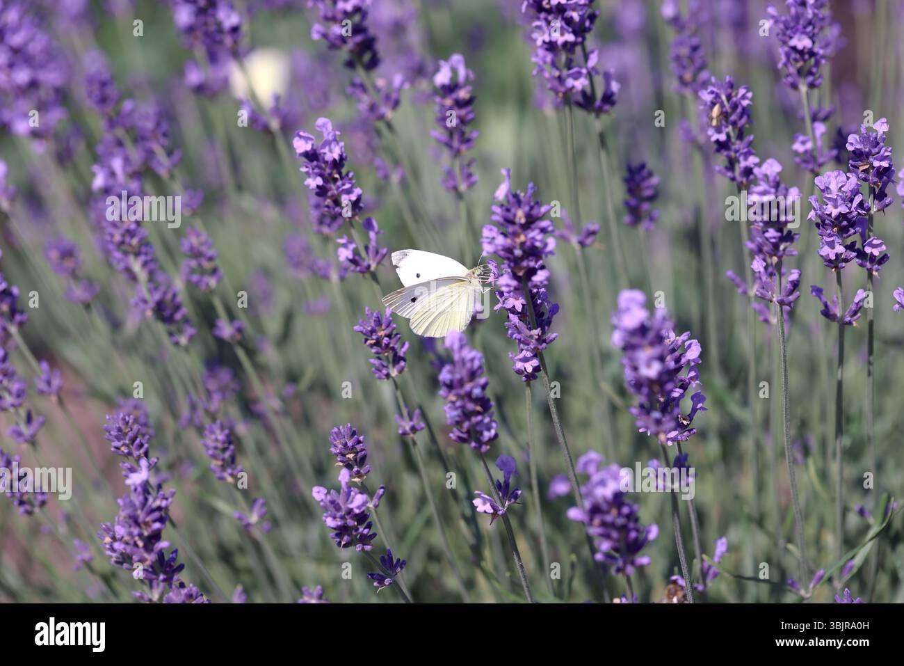 Lavender garden lavender flowers lavender field bees butterflies sunny summer floral mood romantic purple bloom herbal meadow countryside aroma scent Stock Photo