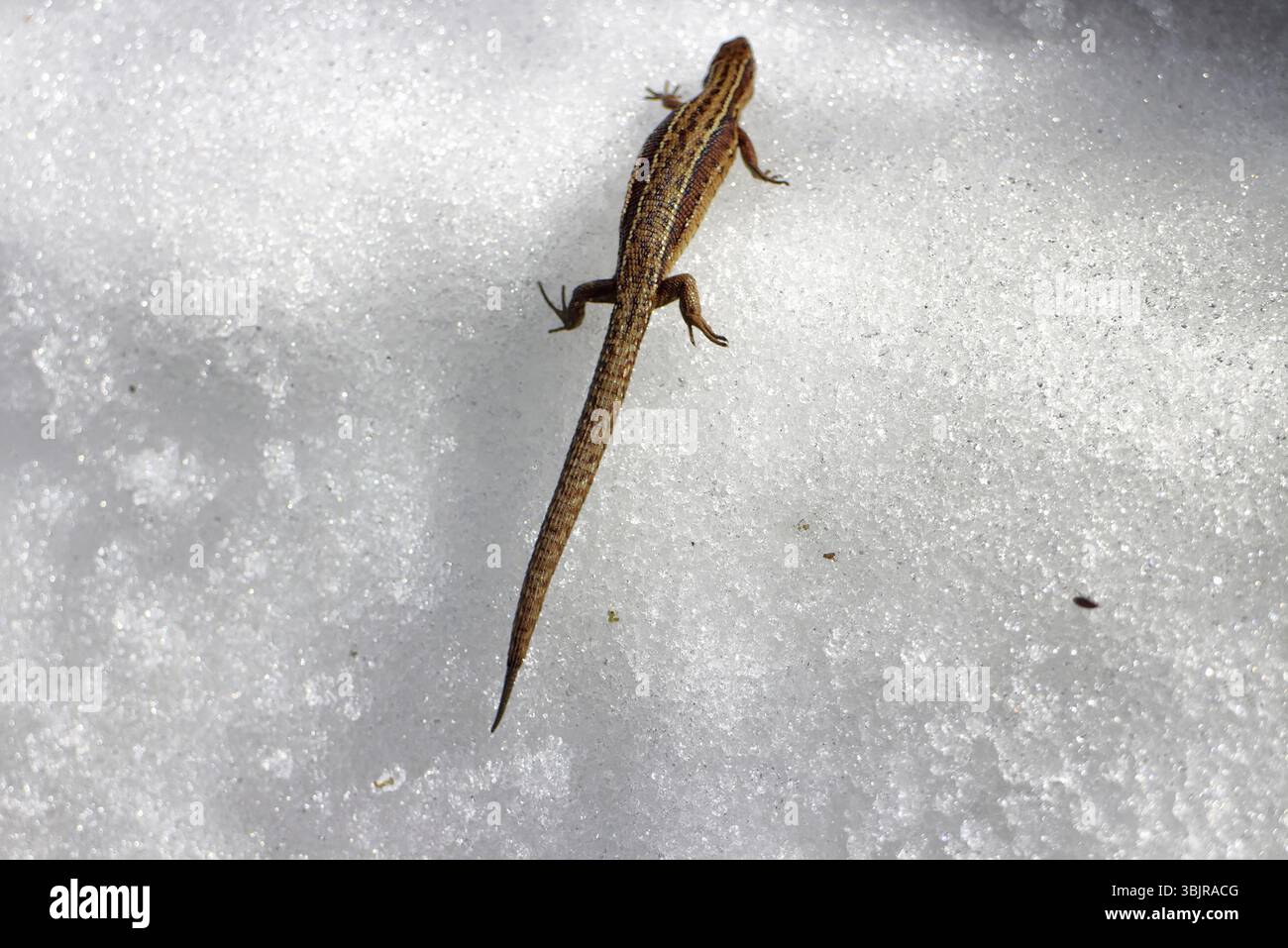 Call spring pregnant lizard wakes hi-res stock photography and images ...