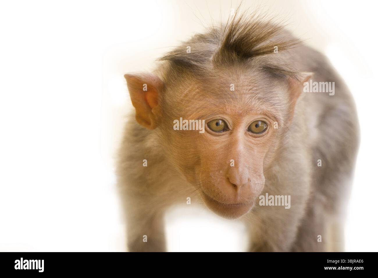 Indian macaques lat. Macaca radiata. wild animal primates on a white background. one animal is a monkey close up looking down Stock Photo