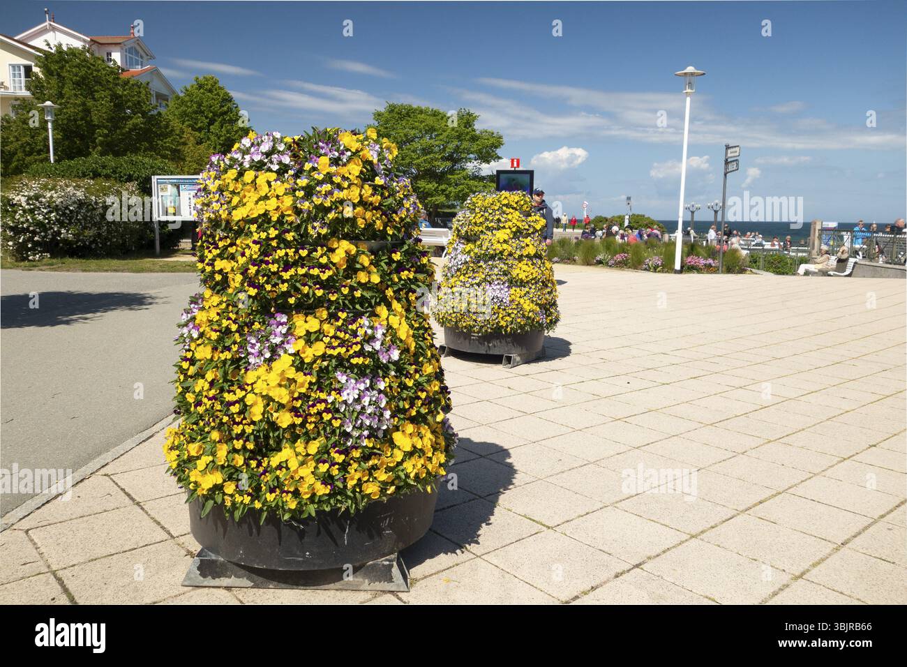 Flowers, pier forecourt, pier, Kuehlunsborn Ost, Baltic Sea, Baltic Sea resort, Kuehlungsborn, Rostock district, Mecklenburg-Western Pomerania, German Stock Photo