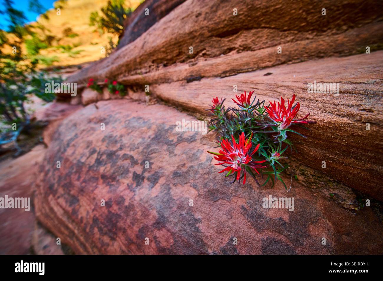Red Indian Paintbrush Wildflowers Growing from Sandstone Close Up Low Perspective Stock Photo