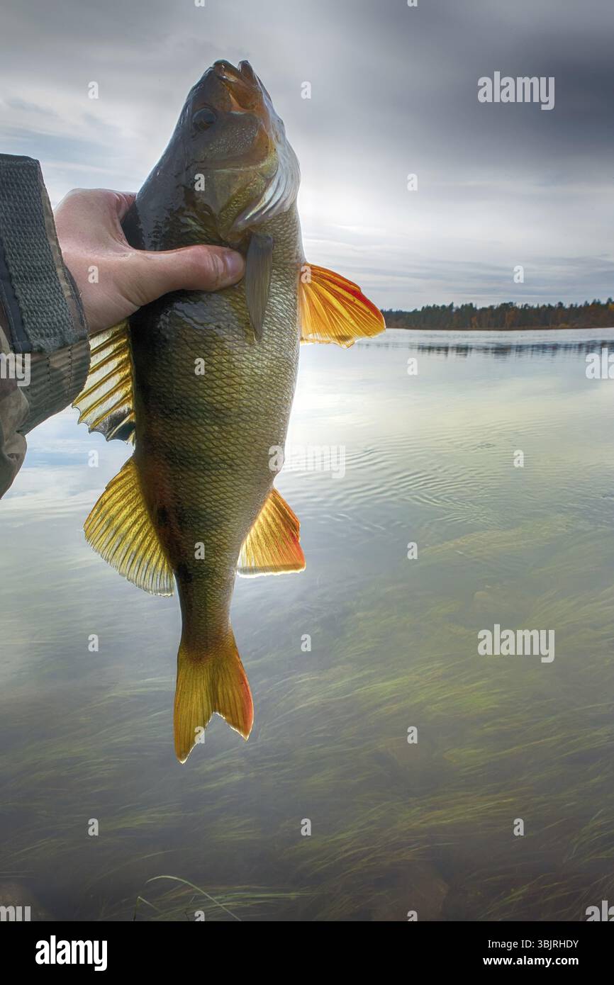 Large thick perch fishing on river. Catch fish in hands of angler Stock Photo