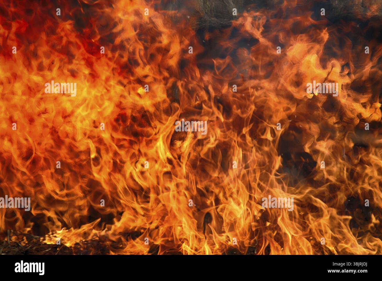 Fire storm, fire gale. Fire in shrub kills huge number small animals ...