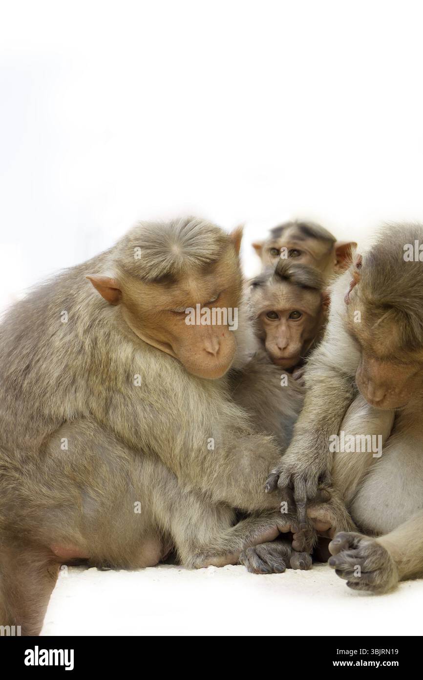 Indian macaques lat. Macaca radiata. wild animal primates on a white background. one animal is a monkey close up looking down Stock Photo