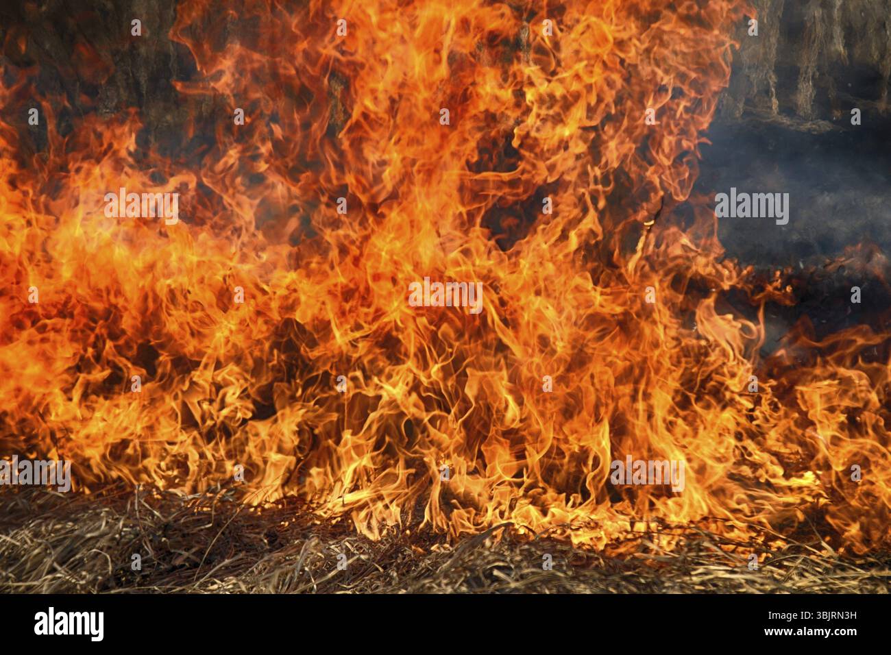 Plant bush kills hi-res stock photography and images - Alamy