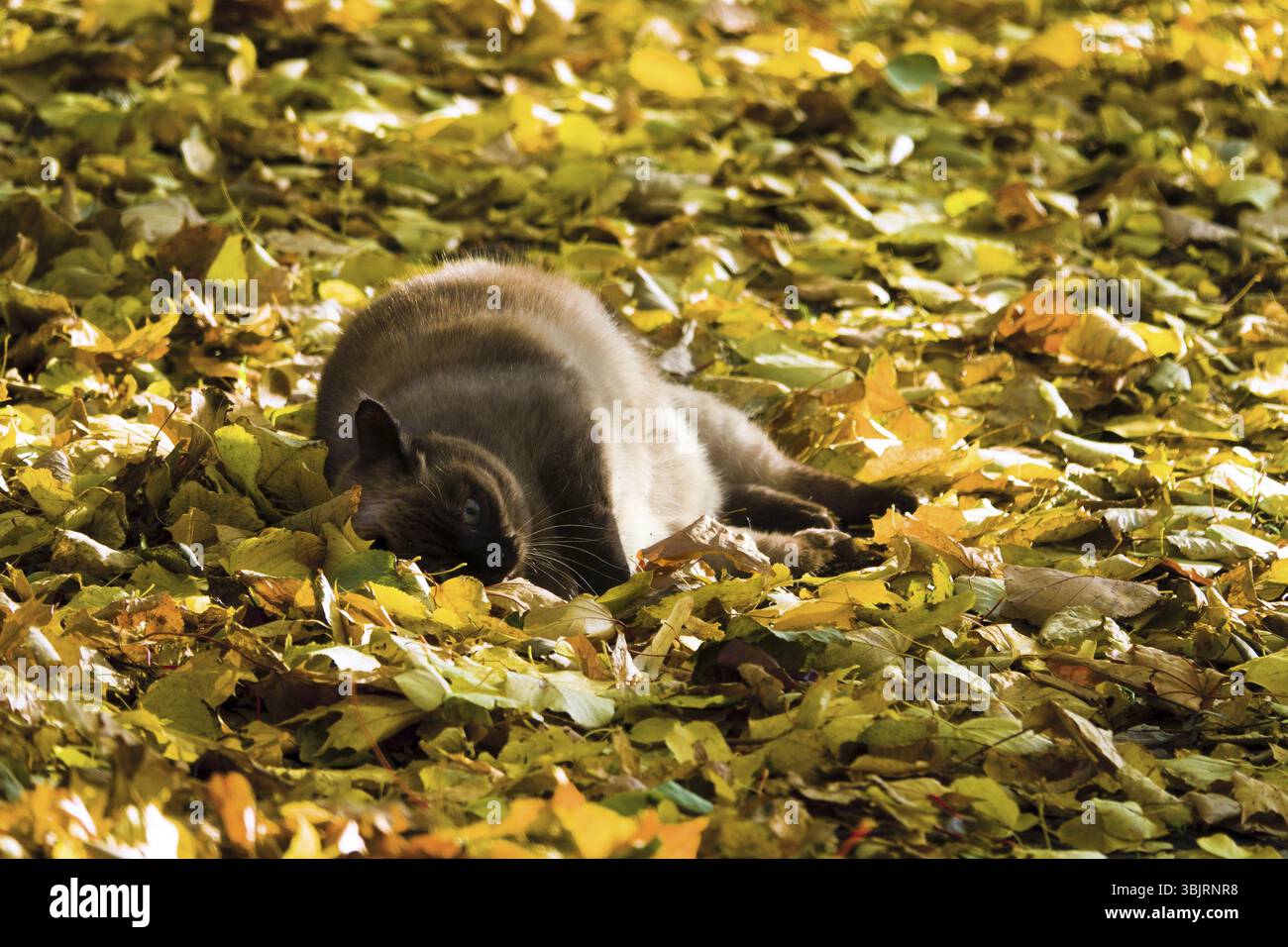 Indian Summer, mellow autumn. British ash cat wallows in yellow leaves, cat plays with leaves, playful cat Stock Photo