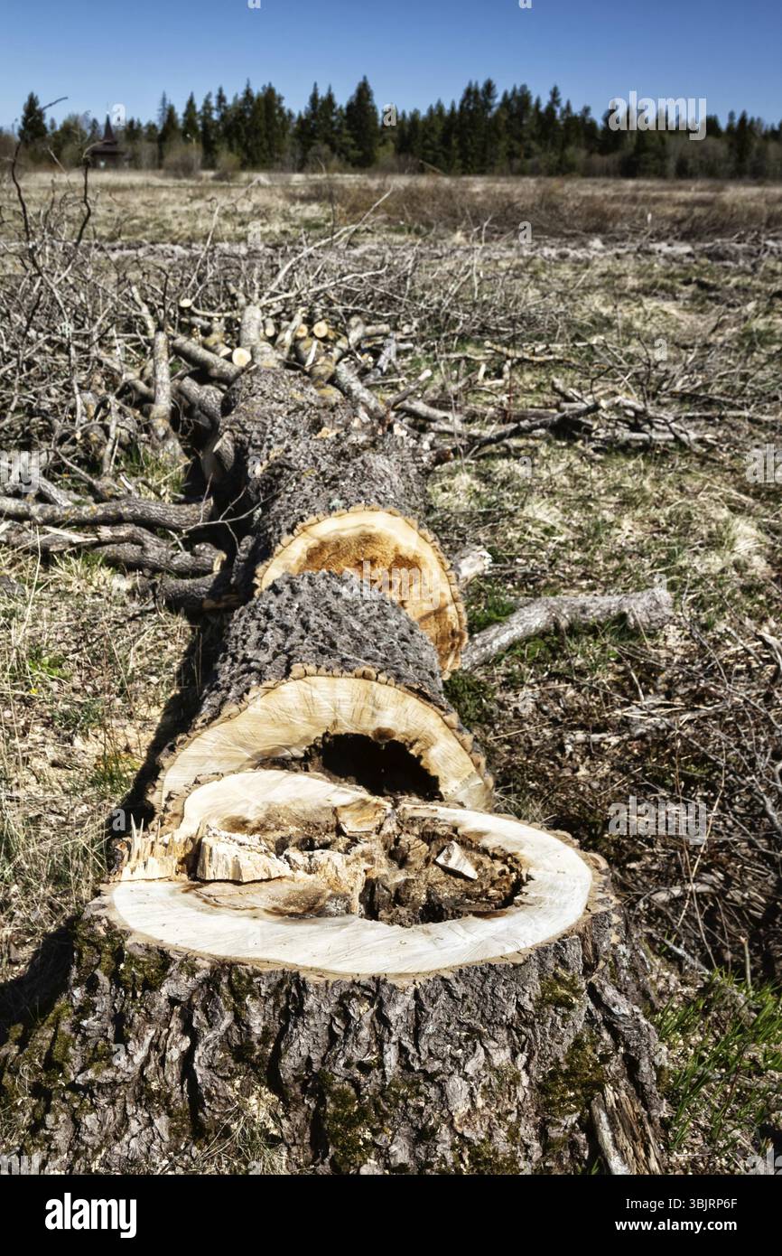 Lump on a log hi-res stock photography and images - Alamy