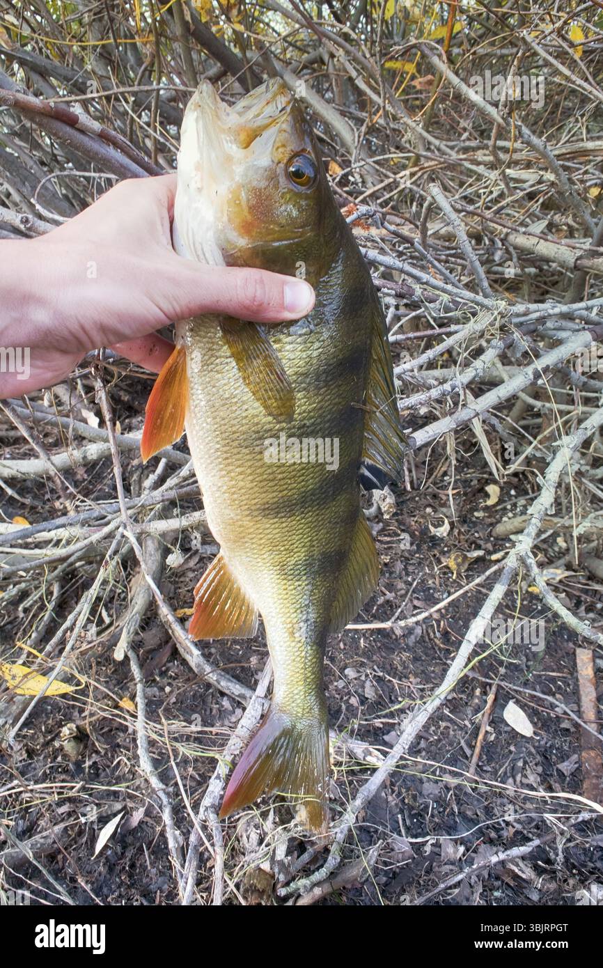 Large thick perch fishing on river. Catch fish in hands of angler Stock Photo