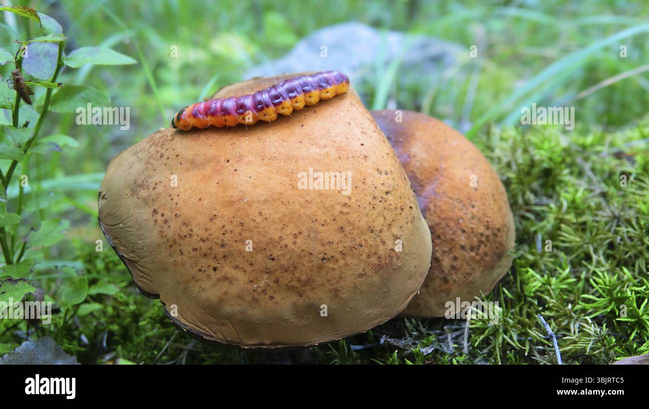 Caterpillar crawling on a large mushroom boletus. Common goat moth ...