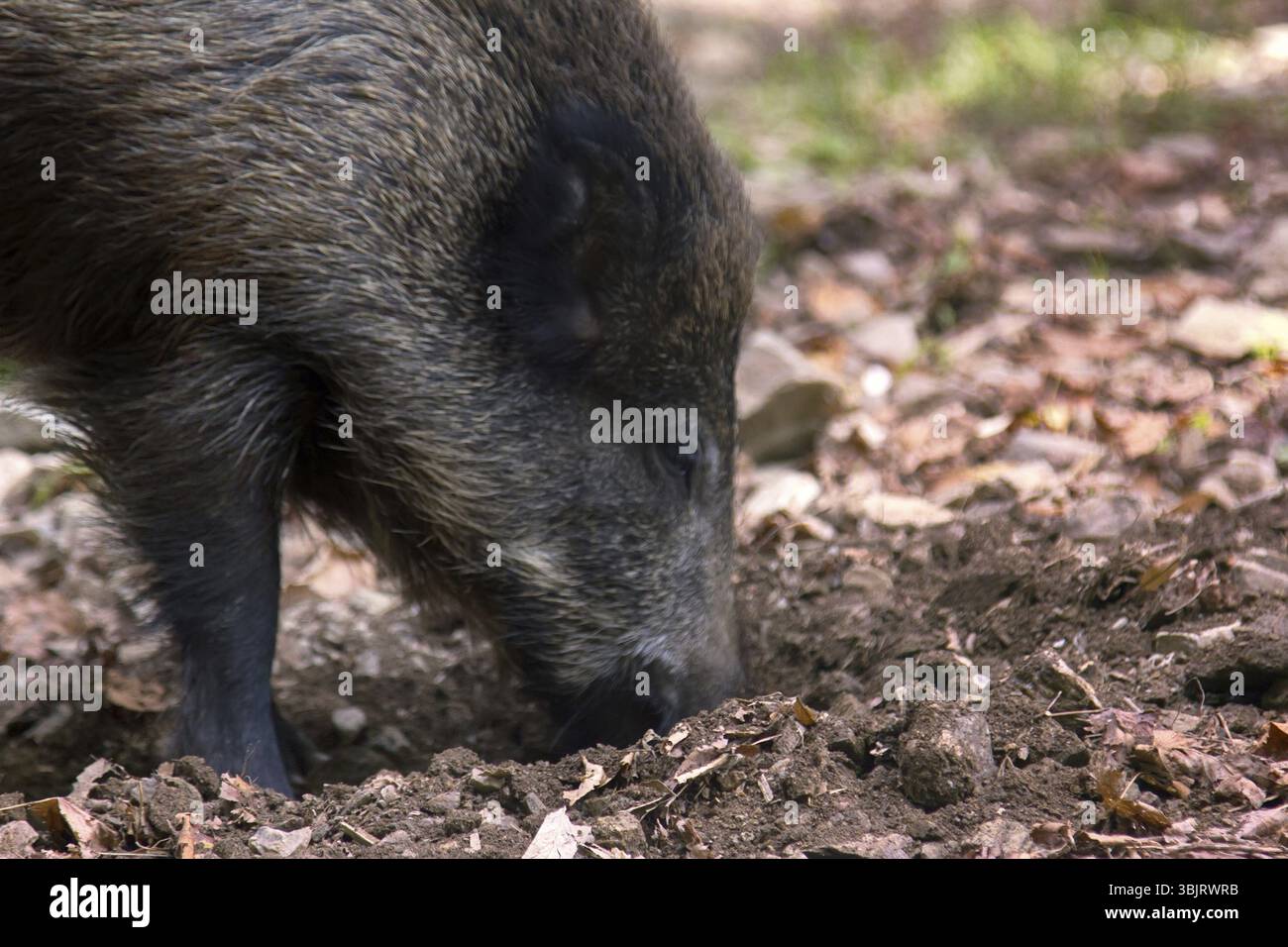 Wild boar (Sus scrofa) digs snout acorns in woods, beast copes well with task despite rocky soil, forestry aspect. Big game hunting for hoofed mammals Stock Photo
