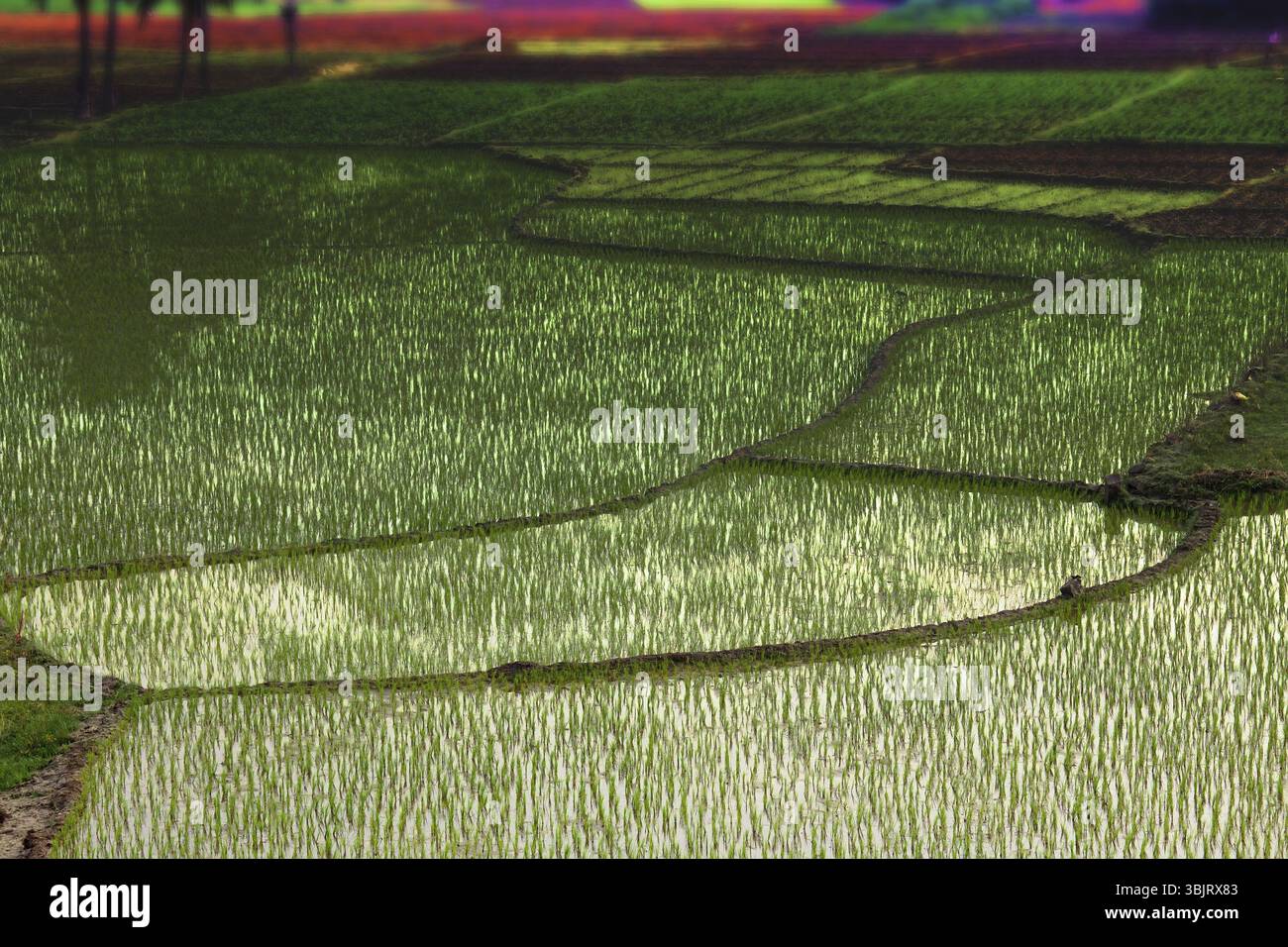 Rice fields in Asia classic tropical agriculture and life Stock Photo ...