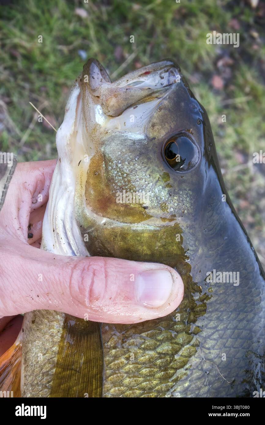 Large thick perch fishing on river. Catch fish in hands of angler Stock Photo