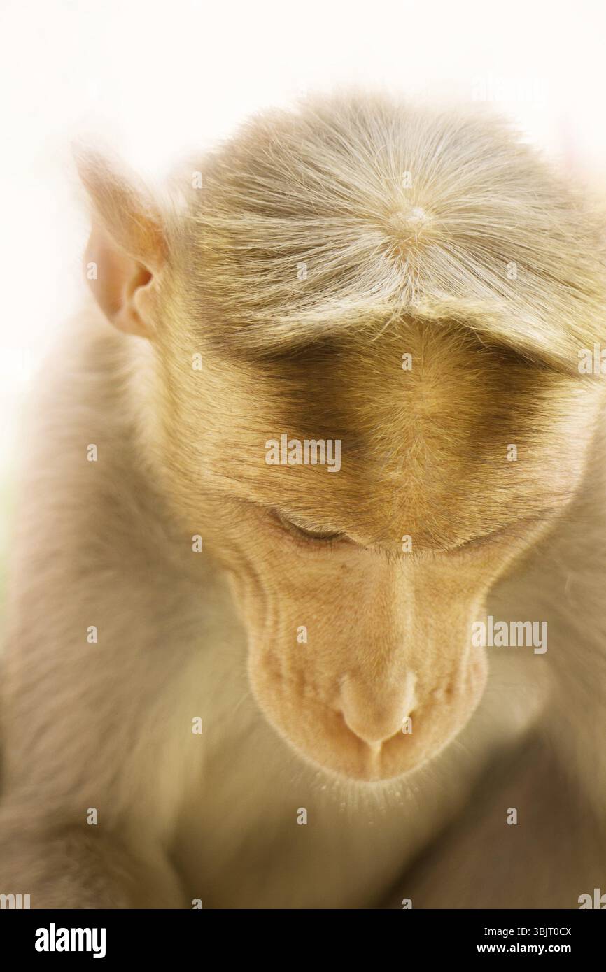 Most successful and widespread species of primates in world. Rhesus monkeys (lat. Macaca mulatta) macaques, most well-known. one animal is a monkey cl Stock Photo