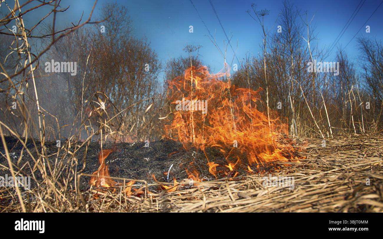 Plant bush kills hi-res stock photography and images - Alamy