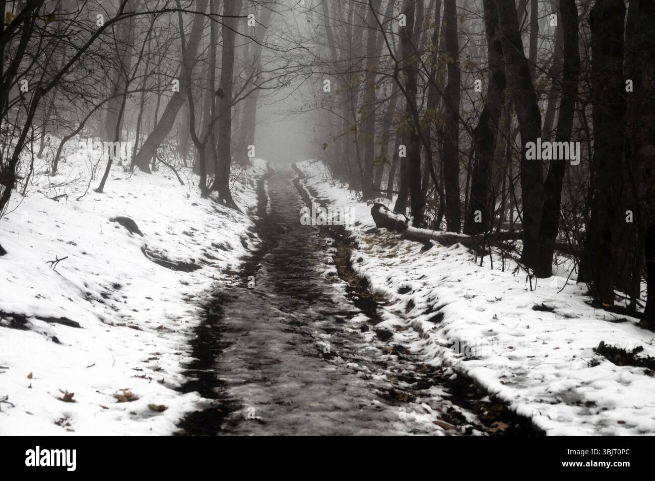 Snowfall subtropics hi-res stock photography and images - Alamy