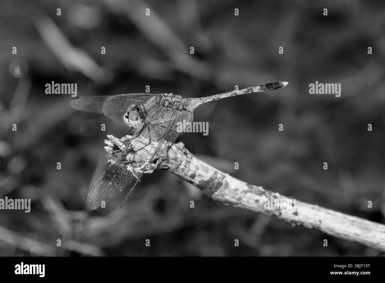 A close up image of a dragonfly resting on a twig in black and white ...