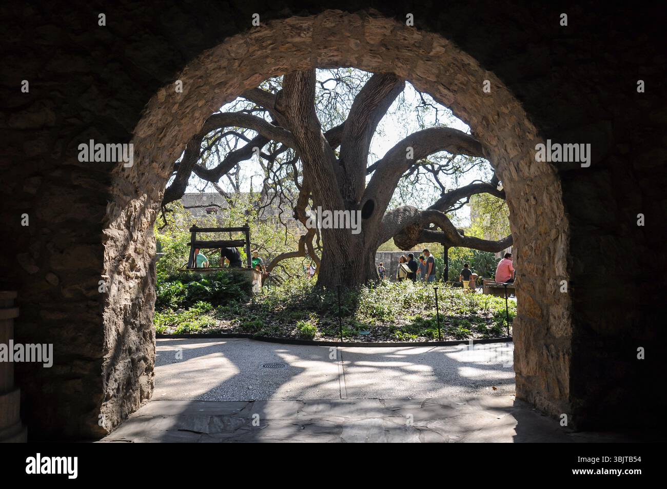 Ancient Tree Framed by Stone Archway in Sunlit Courtyard Stock Photo