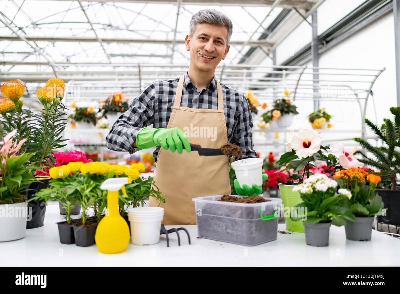 Gardener Planting Flowers in Greenhouse Stock Photo - Alamy