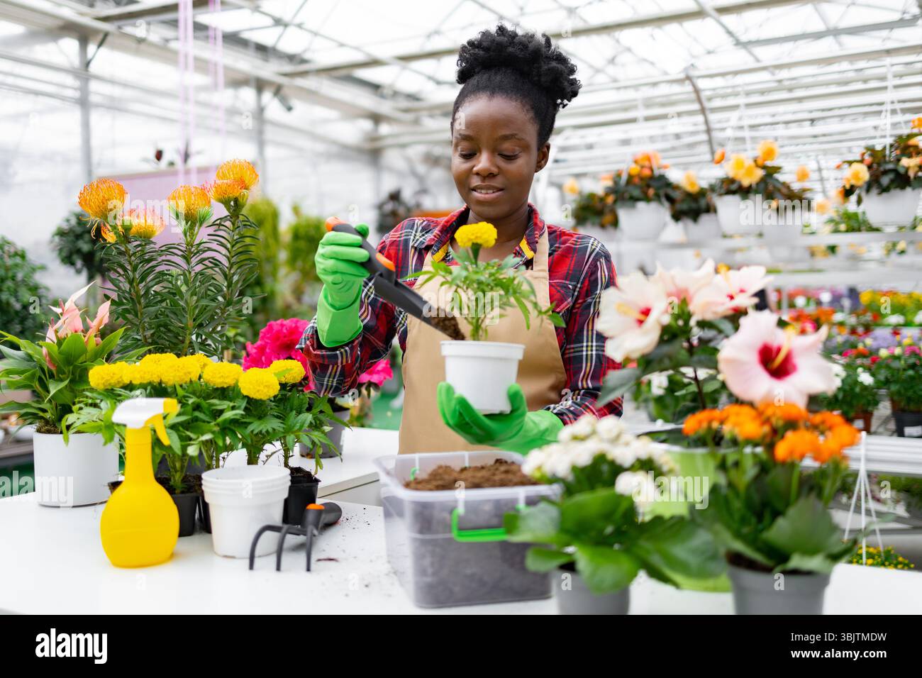 Woman Planting Flowers in a Greenhouse Stock Photo - Alamy