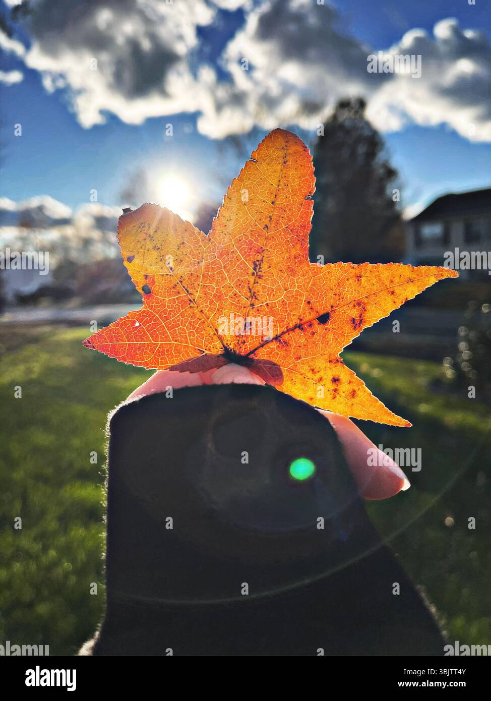 Fall has arrived - Smartphone Captured Stock Image