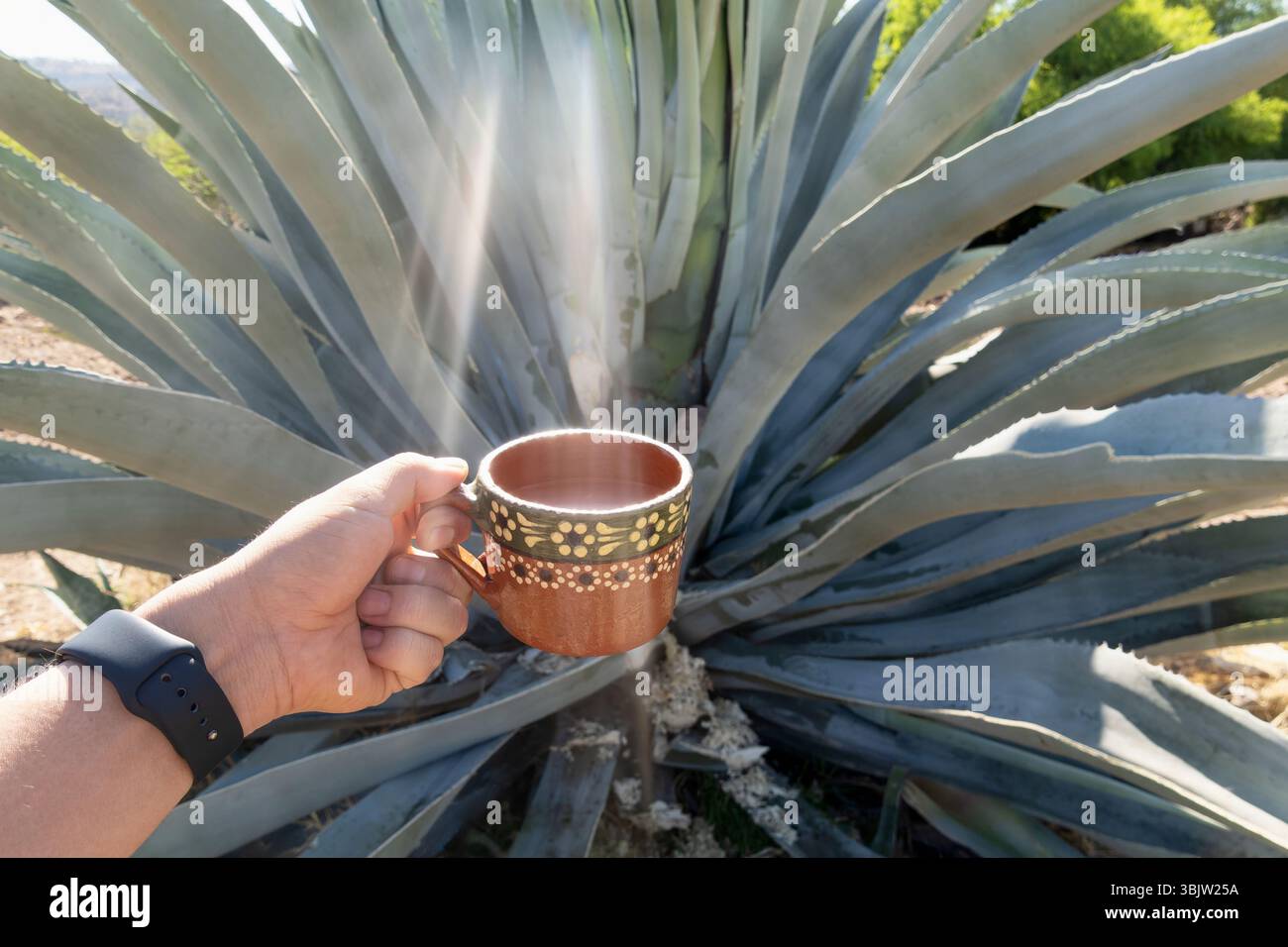 In this beautiful setting, the Agave mapisaga, essential for pulque  production, stands tall with a stone covering its sap-filled hole. A jar of  freshl Stock Photo - Alamy