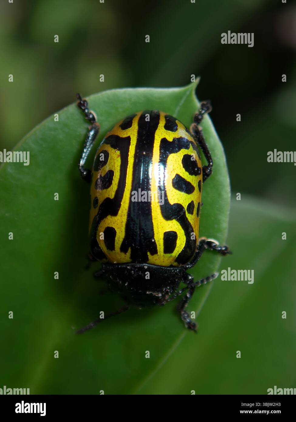 Calligrapha mexicana hi-res stock photography and images - Alamy