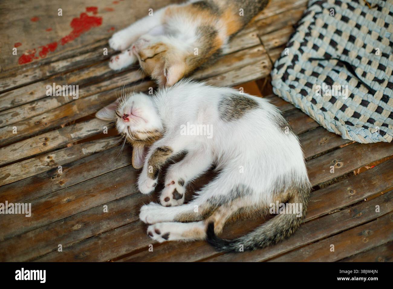 Two sleeping kittens lying on rustic wooden surface Stock Photo