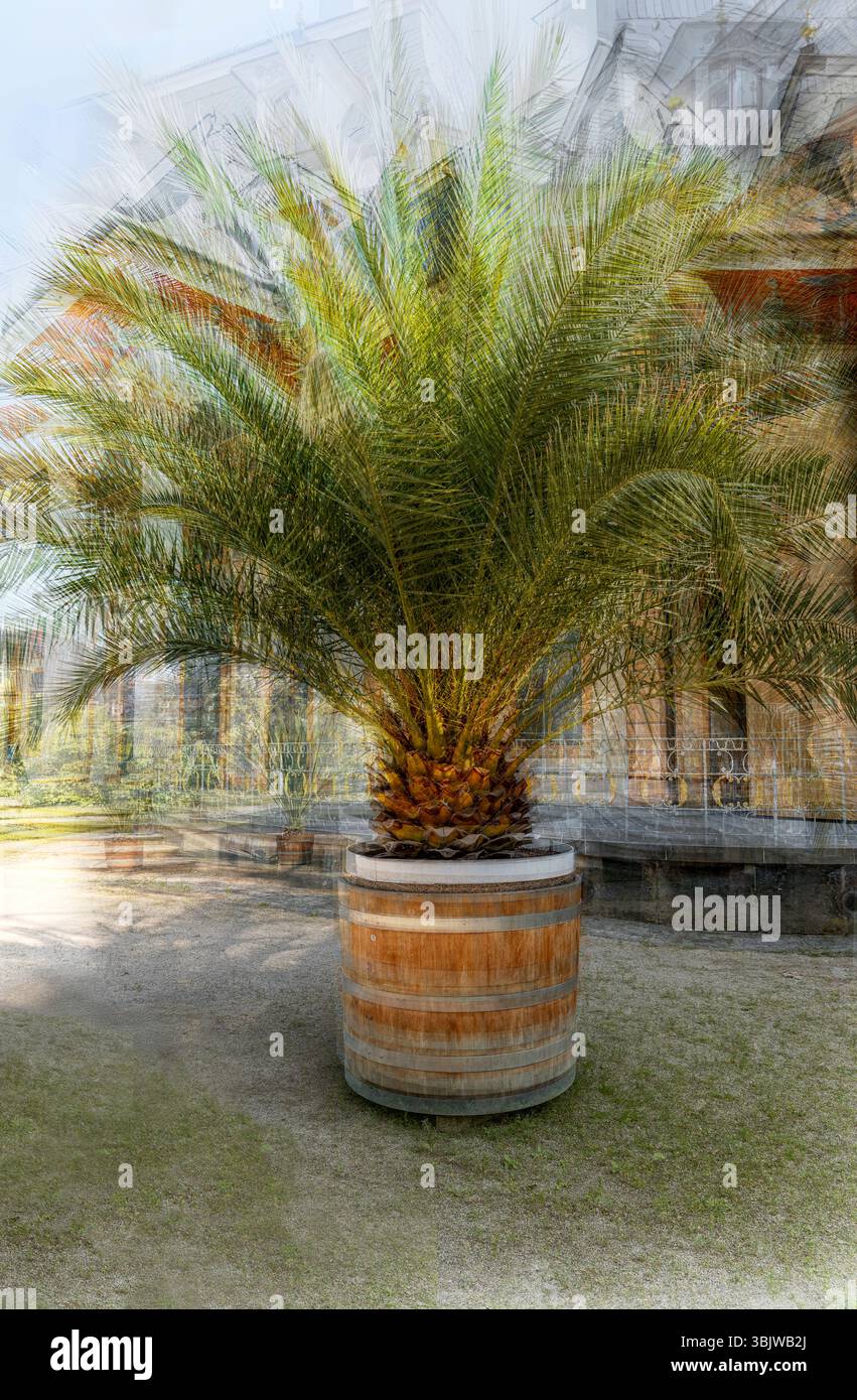 Artistic Impression of a palm tree at the castle park Pillnitz, Dresden,  Germany Stock Photo - Alamy