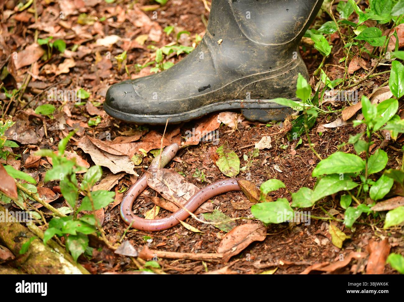 African Giant Earthworm (Microchaetus rappi) next to rubber boot. Uganda, Stock Photo