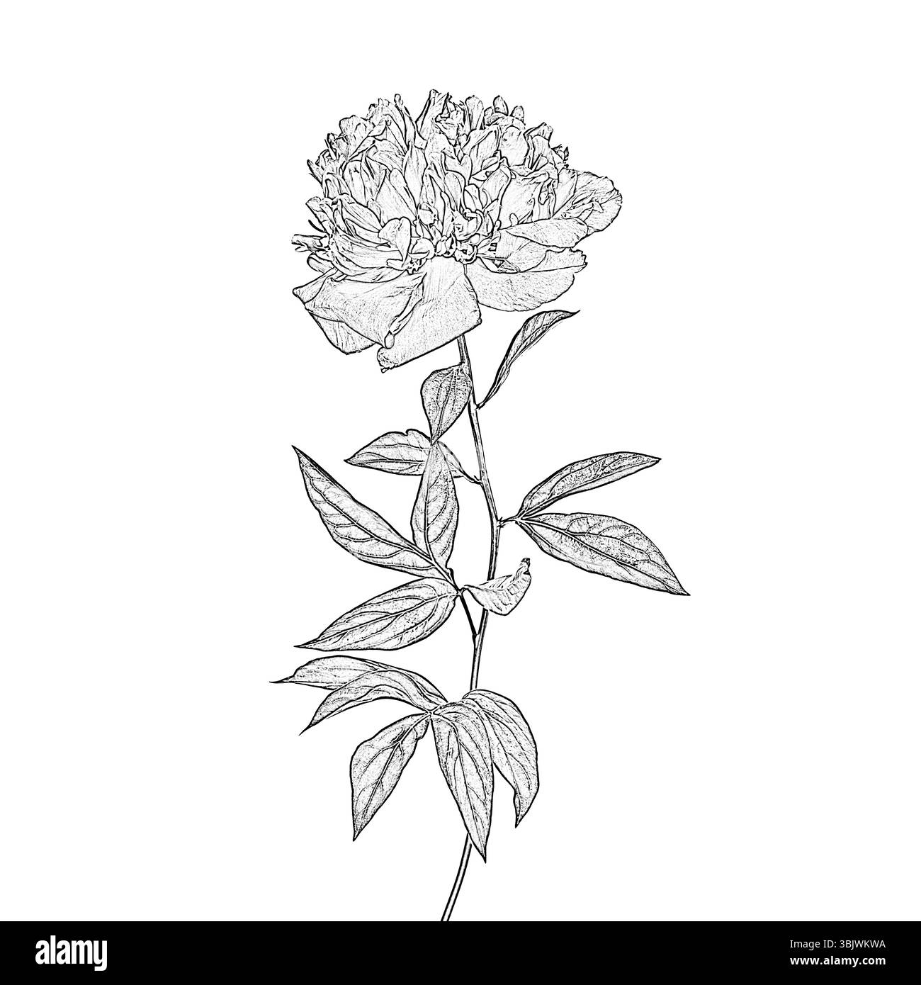 Graphic sketch of peony flower on white background Stock Photo