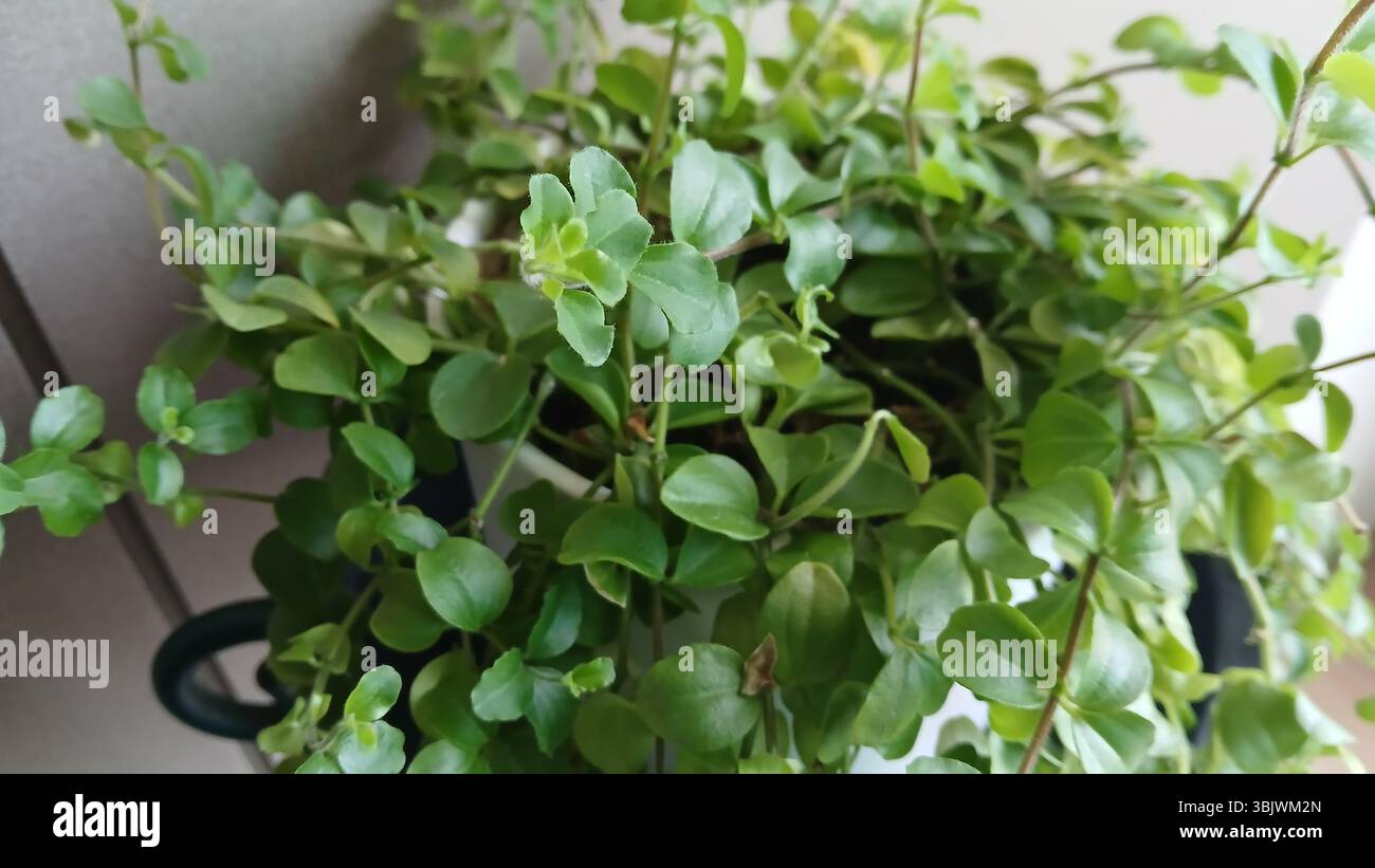 Peperomia leaf texture hi-res stock photography and images - Alamy