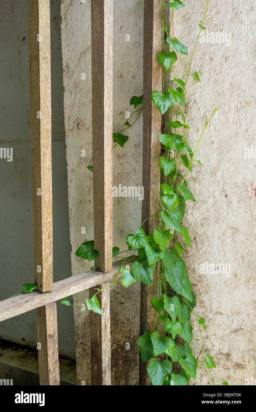 Wooden fence with ivy growing up the side of it. The ivy is green and ...