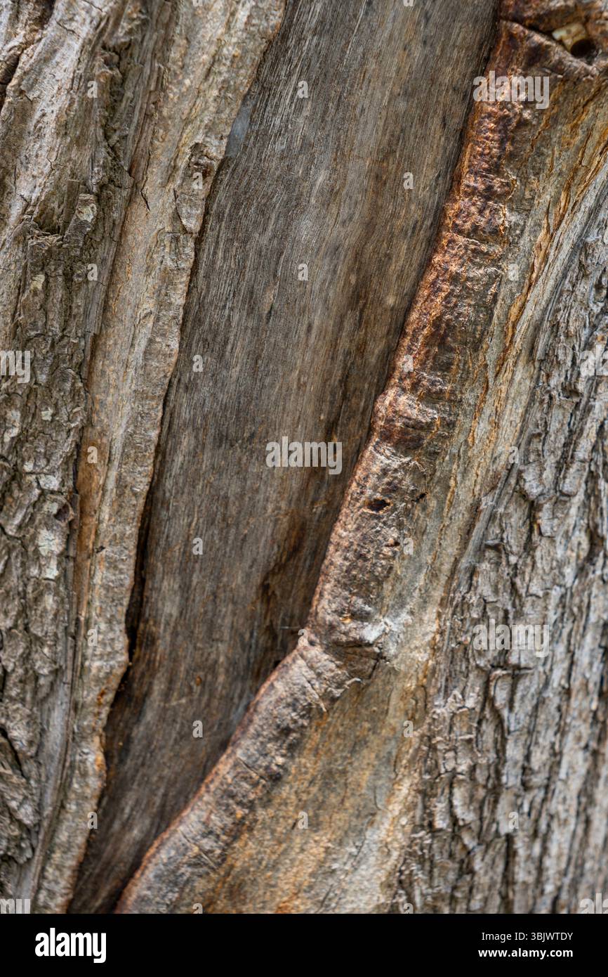 The bark of a tree is shown in detail, with the grain and texture of ...