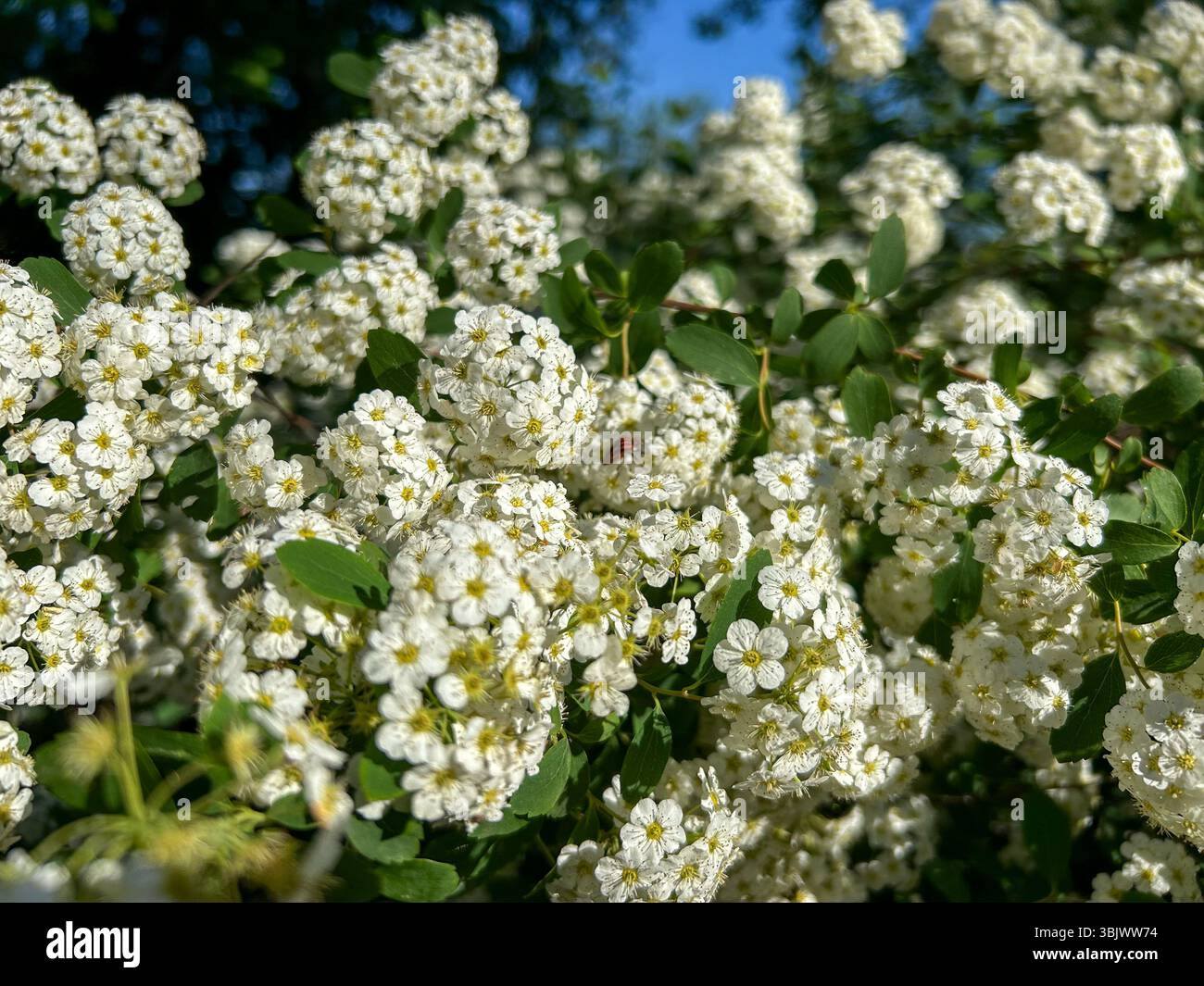 Beautiful clusters of white Spirea flowers in full bloom, captured under a clear blue sky. A tiny ladybug adds a charming detail to this springtime na - Smartphone Captured Stock Image