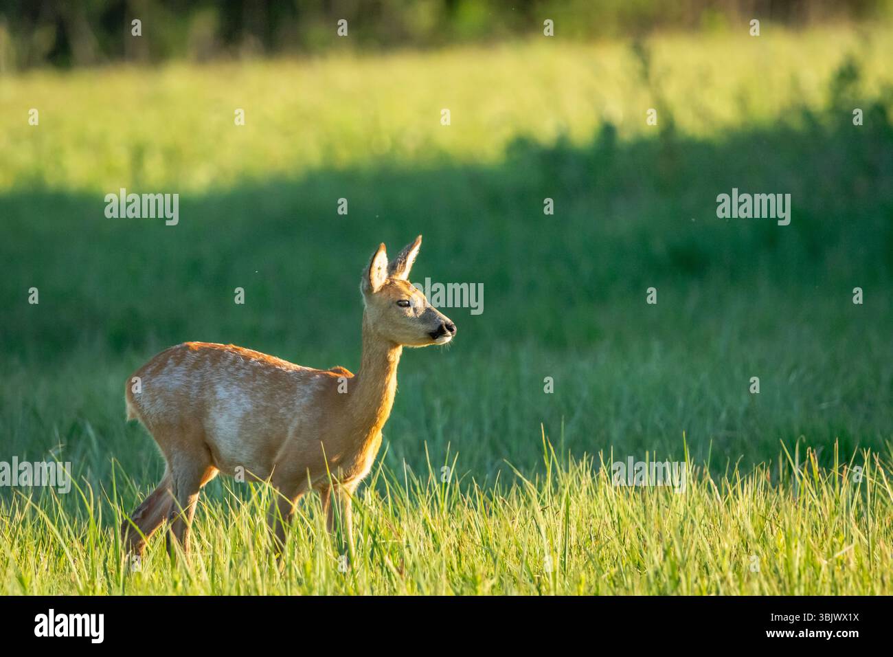 Young roe deer in spring hi-res stock photography and images - Alamy