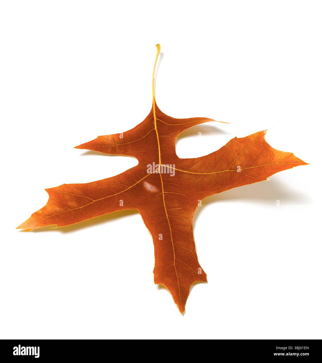Swamp white oak leaf hi-res stock photography and images - Alamy