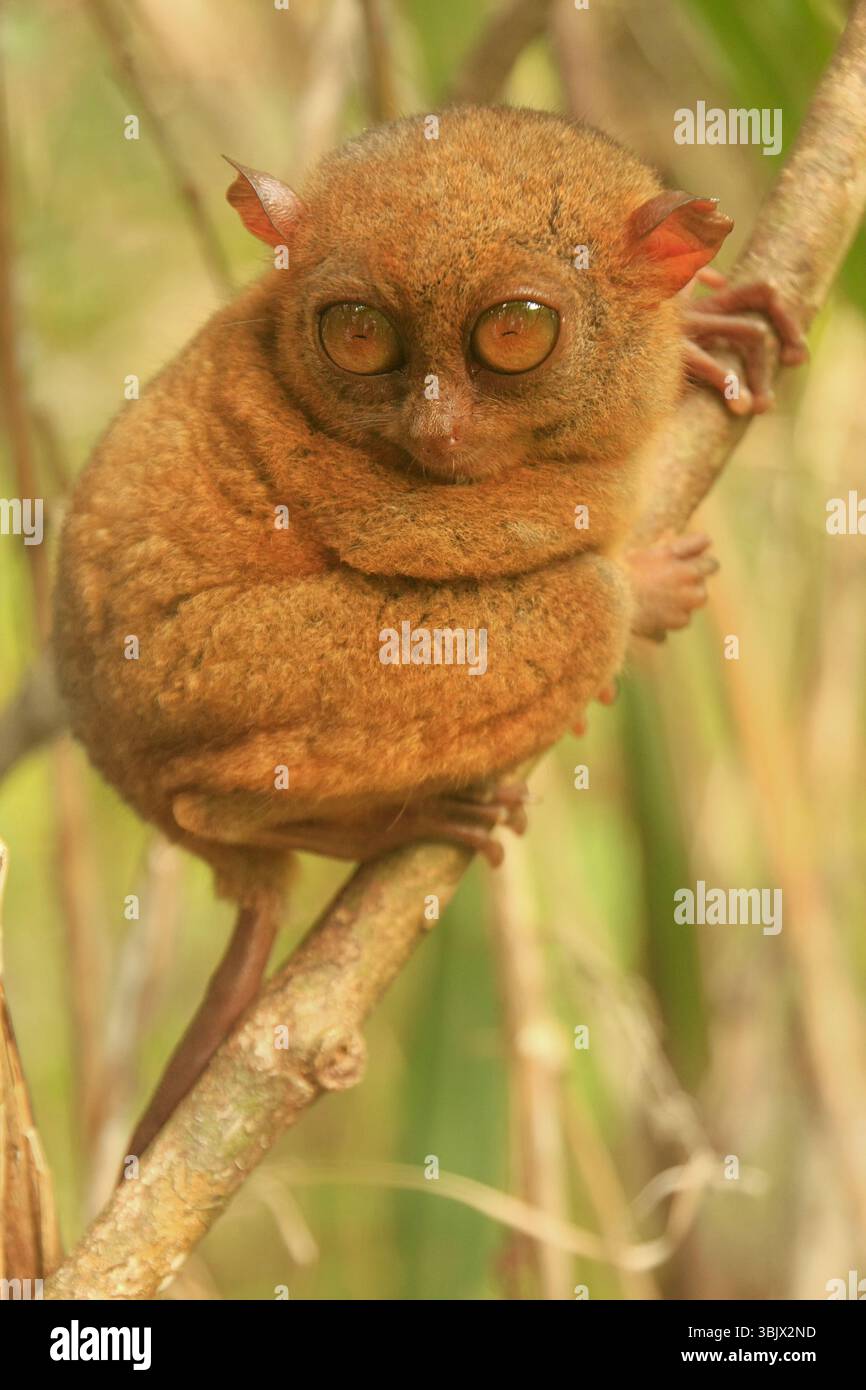Tarsier sitting on a tree, Bohol island, Philippin Stock Photo - Alamy